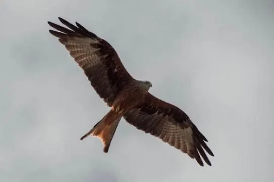 Hotes Carpe Diem Santa-Maria-Poggio (Corsica)
